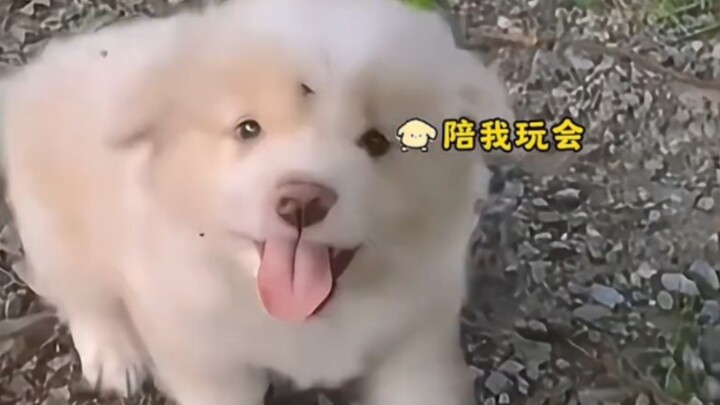 Heartwarming Moments with the Little Country Dog ~