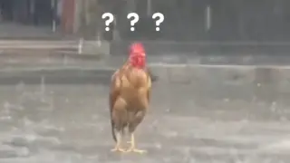 This chicken had me laughing the entire day
