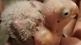 Dumidilat na ang mata ng bird ko