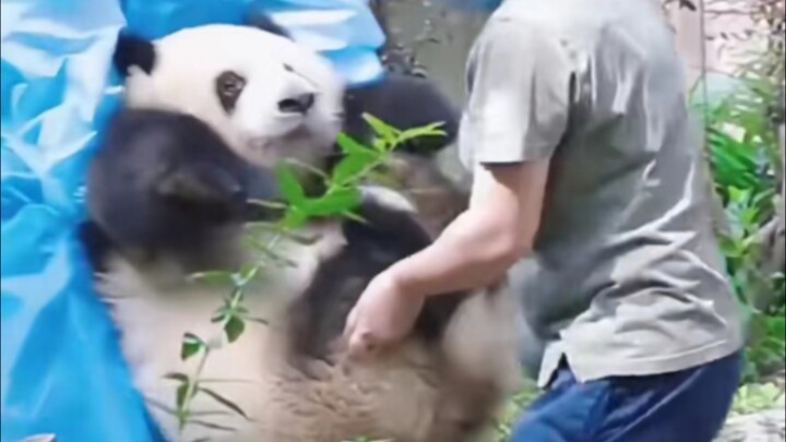 Hua Hua’s emotions are as stable as MacaBaca!