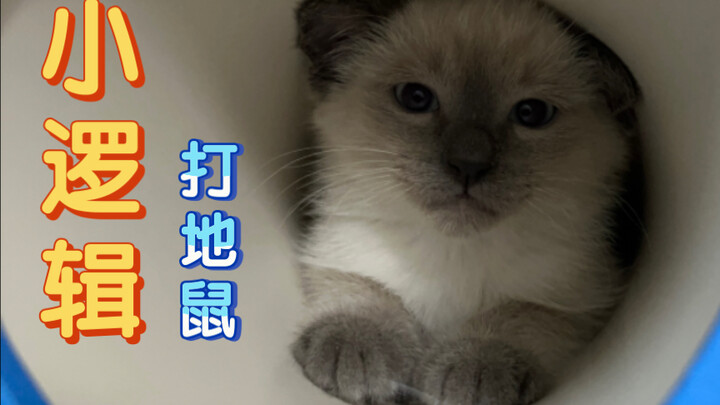 Whack-a-Mole: The Logic Edition