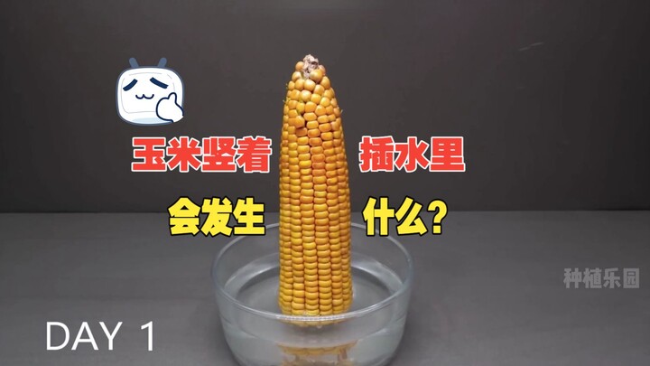 Khi cắm ngô thẳng đứng vào nước sẽ xảy ra điều gì, quá trình trồng và phát triển của cây ngô thật sự