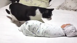 How does the cat react when it first sees the baby?