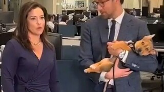 Anak anjing tertidur saat siaran langsung di televisi, menggemaskan hati semua orang, semua berebut 