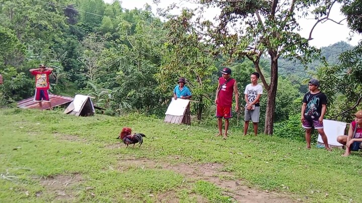 2X WINNER NA BINASIC LANG YUN KALABAN NA BETERANO NA ..AKO DIN NAG TARI SA MANOK KO