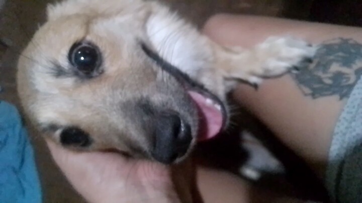 myfurbaby