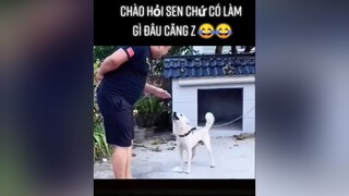 Chào hỏi xí mà sen nó làm căng quá 😅dog thucung yeudongvat fyp pet dongvathaihuoc thucungvuinhon