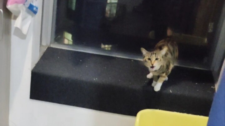 After the New Year, my cat doesn’t recognize me anymore.