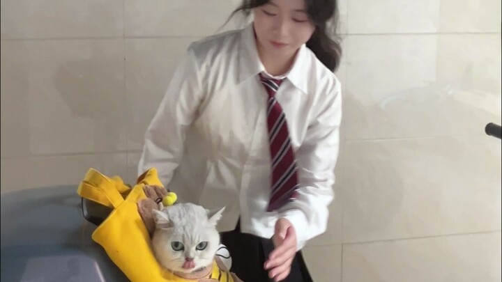 هل من الأفضل تربية قطة أم كلب؟