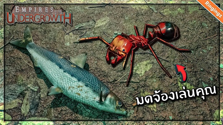 มดป่าเขาจ้องจะเล่นคุณ - Empire of the Undergrowth