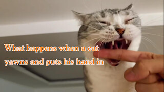 Put a hand in the cat's mouth when it is yawning