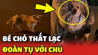 Chú chó MAY MẮN được ĐOÀN TỤ với chủ sau 15 ngày THẤT LẠC | Yêu Lu