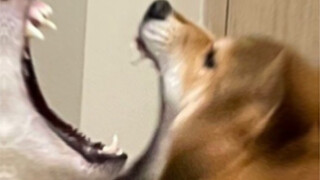 妈妈的好大儿（八比cp情侣 闺蜜头像）