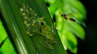 Animal|Glass Frog VS.Hornet