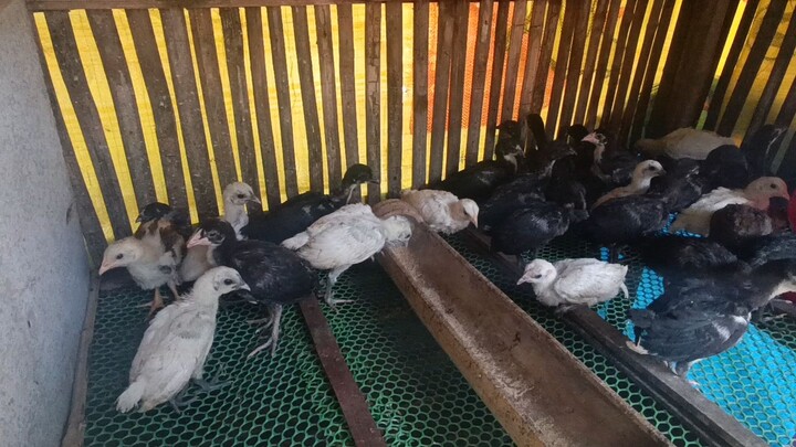 my little warriors going 2 weeks❤️