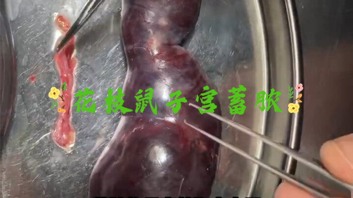 天啊～摘掉“坏果实”，取出的东西比身体还长