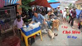 Chợ bán chó mèo cảnh thú cưng mới nhất | Hỏi giá chó mèo