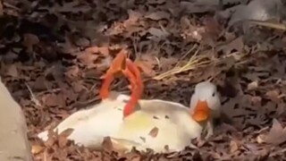 Every species has its own standout individual.