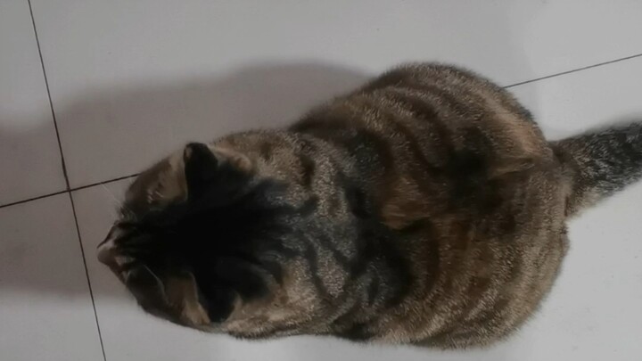 Why is it like a big rat?