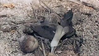 ปูตัดเล็บเอง