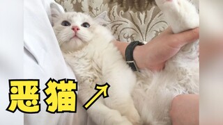 和猫猫睡觉的一晚⑨