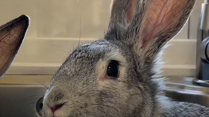 Who knew a whole charcoal-grilled rabbit could be this easy—and this delicious?