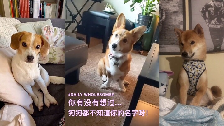 Have you ever thought about it… your dog doesn’t even know your name!