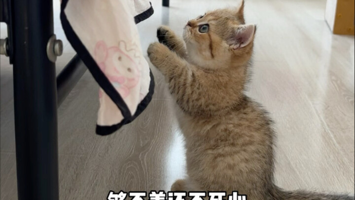 Cuối cùng vẫn phải chịu thiệt vì chân ngắn