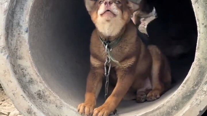 ที่บ้านคุณย่า ลูกสุนัขตัวใหม่ที่เพิ่งซื้อมาไม่ยอมรู้จักฉัน