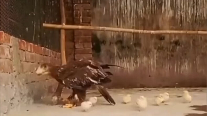 Mỗi miếng một Tiểu Khôn Khôn