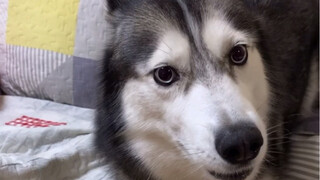 Khoảnh khắc suy sụp cảm xúc của Husky