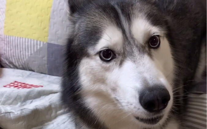 The moment a husky loses it