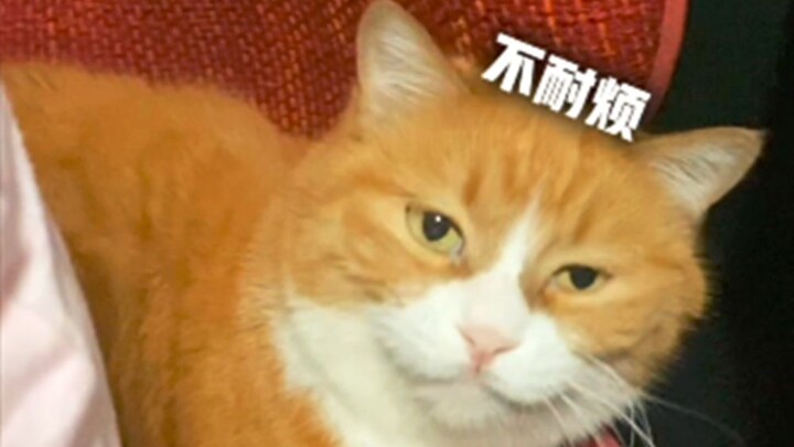 Xiao Mi and Auntie Jiang's "cushion showdown"!