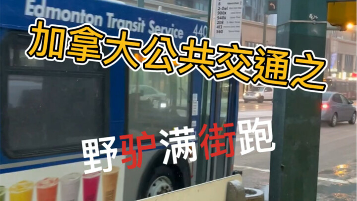 ركبت الباص من قبل، هل ركبت باص في كندا؟ "الطريق الحقيقي" في كندا!