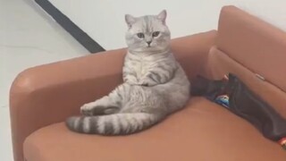 这是小猫该有的坐姿吗？