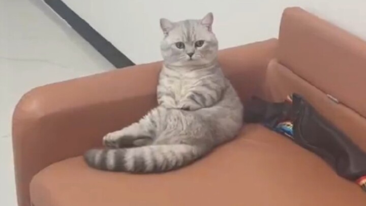 هل هذه هي الوضعية الصحيحة للجلوس التي ينبغي أن تتخذها القطة الصغيرة؟