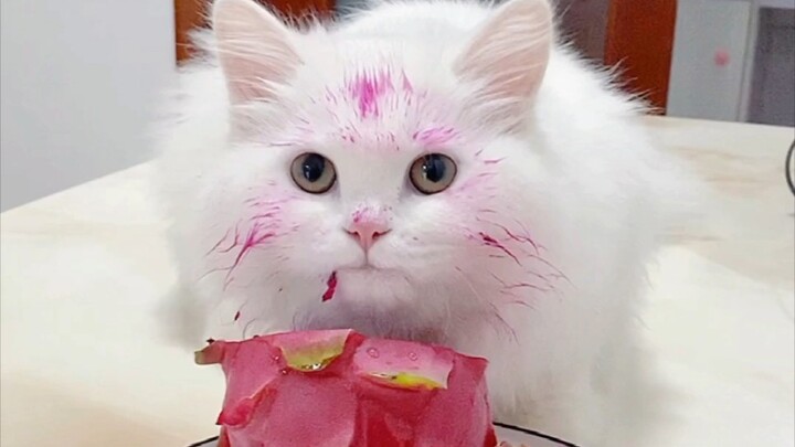 Kucing bodoh memakan buah naga