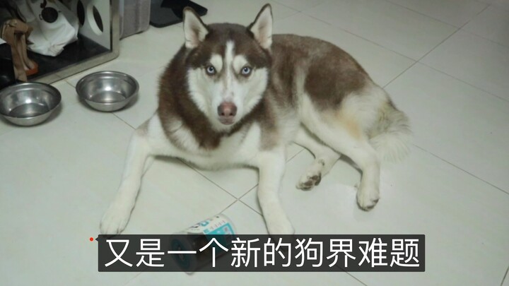 A new canine conundrum: even the Siberian Husky can’t crack it, and the Border Collie is stumped too