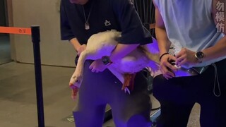 Young man pulls live goose from crotch at bar