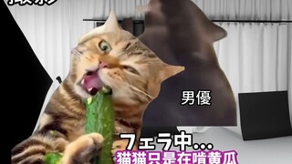 【熟肉】在南桐片制作公司打工的日常（日常篇） | 猫meme