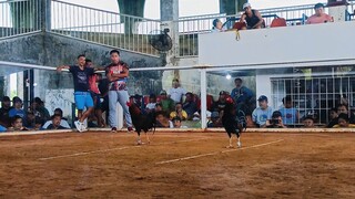 1st Fight Win using DARK RED YELLOW LEGGED HATCH (KRDS new blended line)