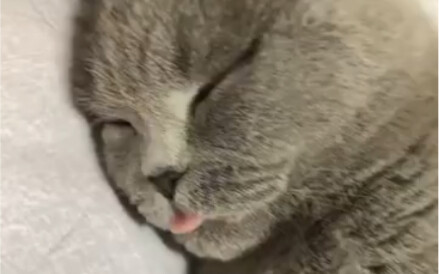 Cute and wants to lick