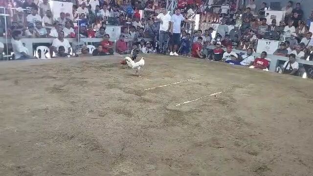 fastest kill black kelso crosses