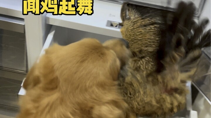 Dog: I still have to learn from you when it comes to being a good dog.