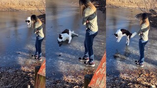 论模仿能力，牧羊犬的实力毋庸置疑