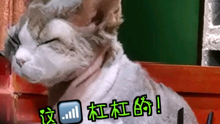 ในที่สุดก็รู้แล้วว่าทำไม WiFi ถึงต้องเชื่อมต่อกับ "แมว"! แมวแปลกๆ ของบ้านฉันนี่นา! ฮ่าฮ่าฮ่า...