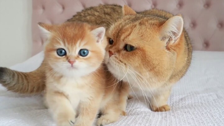 Animal|Golden British Shorthair|Cat Dad and Son