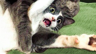 คลิปฮาๆของสัตว์เลี้ยง