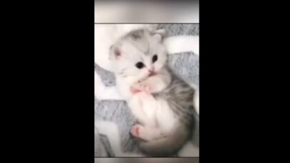 cute cat short video