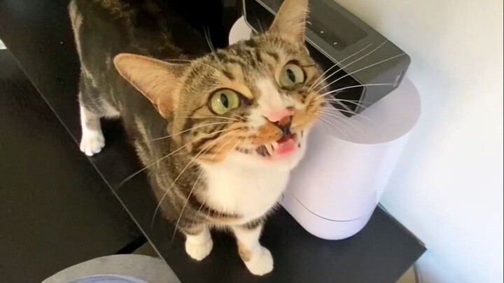Someone always has to take the blame [Pee-Pee is a Cat]